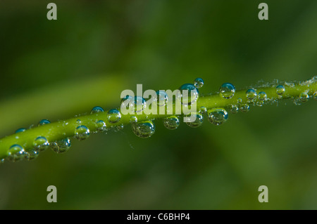 Air bubbles on blade of sea grass, North Male Atoll, Maldives Stock Photo