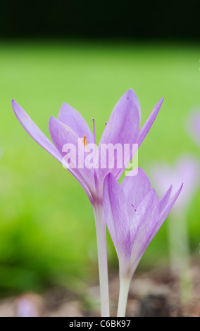 Colchicum Tenorei 'The Giant' . Autumn flowering crocus Stock Photo