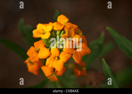close up of Siberian wallflower (Erysimum x allionii) Stock Photo
