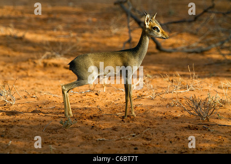 Kirk's dik dik, Madoqua kirkii, Ethiopia. Stock Photo