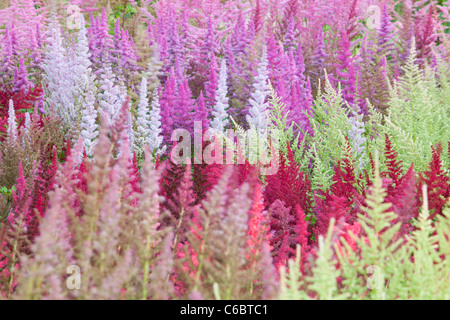 The National Collection of Astilbes at Holehird Gardens in Windermere, UK. Stock Photo