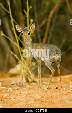 Kirk's dik dik, Madoqua kirkii, Ethiopia. Stock Photo