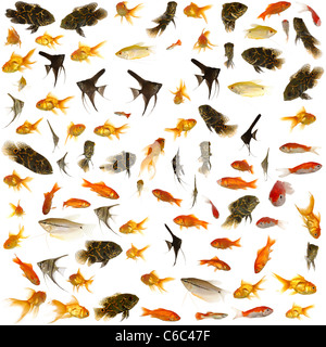 Fish collection with many different tropical fish. Stock Photo