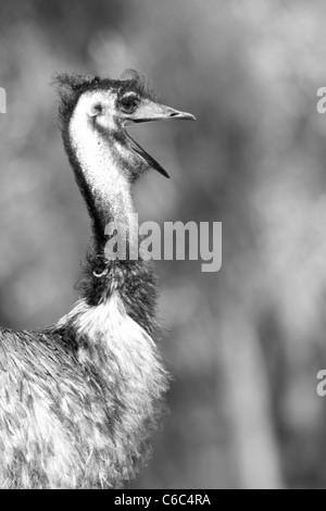 Ostrich with mouth or beak open and fluffy punk like hair, in black & white. Stock Photo