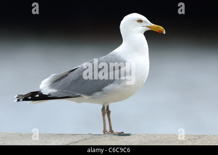 American Herring Gull (Larus smithsonianus) at Ellis Island, New York, USA Stock Photo