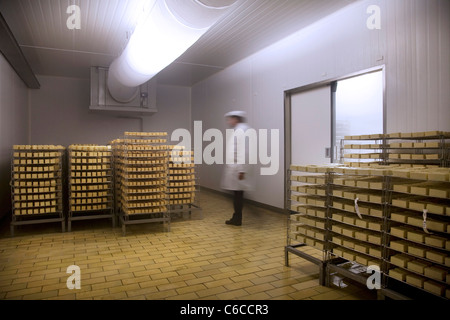 Cheese maker and Herve cheeses stored in dairy storage room, Belgium Stock Photo