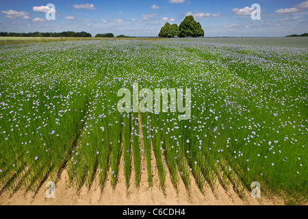 Flax field (Linum usitatissimum) in flower in summer, West Flanders, Belgium Stock Photo