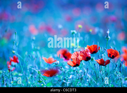Poppy flower field at night with a dreamy blue cast and selective soft focus, natural background of wild summer nature