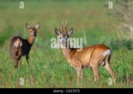 Roe deer (Capreolus capreolus) roebuck with female in field, Germany Stock Photo