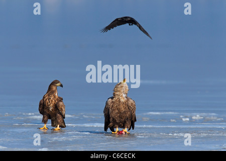 Carrion Crow (Corvus corone) flying over White-tailed sea eagle (Haliaeetus albicilla) eating fish on frozen lake in winter Stock Photo