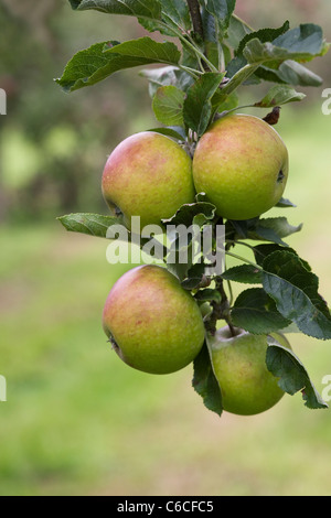 Malus domestica. Apples growing in an English orchard. Stock Photo
