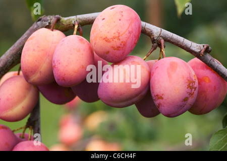 Prunus domestica 'Autumn Compote'. Plum 'Autumn Compote' growing in an English orchard. Stock Photo