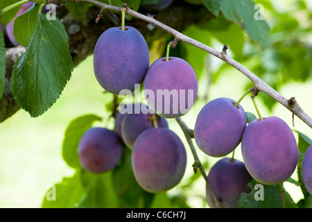 Prunus domestica 'Marjorie's Seedling'. Plum 'Marjorie's Seedling' growing in an English orchard. Stock Photo