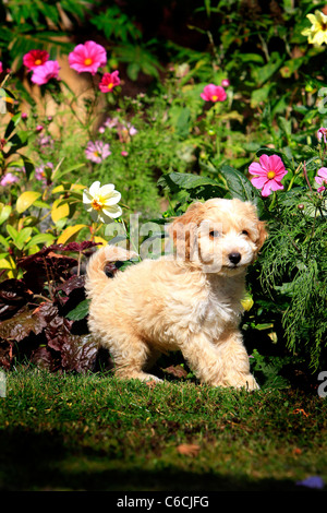 Puppy Cockapoo in garden Stock Photo
