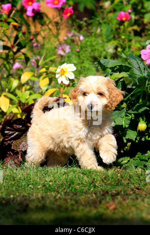 Puppy Cockapoo in garden Stock Photo