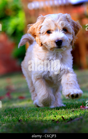 Puppy Cockapoo in garden Stock Photo