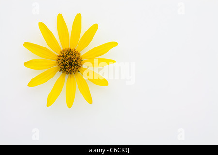 Yellow flower of Asteraceae over white in the top left corner of the image Stock Photo