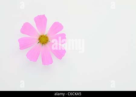 Pink flower of Asteraceae over white in the top left corner of the image Stock Photo