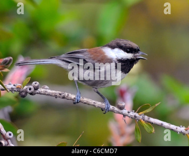 A Chestnut backed Chickadee bird- Poecile rufescens, perched on a branch, pictured against a blurred background. Stock Photo