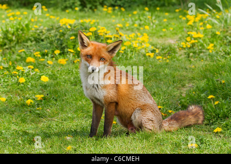 red fox (Vulpes vulpes) adult sitting in meadow with flowers facing the camera, England, United Kingdom, Europe Stock Photo