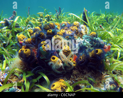 Close-up view of sea sponges bouquet and brittle stars in Bocas del Toro Stock Photo