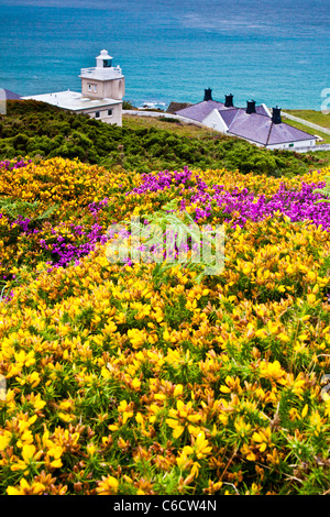 Yellow gorse and purple heather with Bull Point Lighthouse and Lundy ...