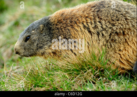Alpine marmot (scientific name: Marmota marmota) in Beaufortain region, French Alps, Savoie, Europe Stock Photo