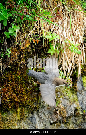 White-throated dipper (scientific name: Cinclus cinclus) in Beaufortain region, French Alps, Savoie, Europe Stock Photo