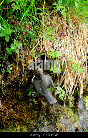 White-throated dipper (scientific name: Cinclus cinclus) in Beaufortain region, French Alps, Savoie, Europe Stock Photo