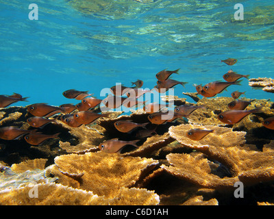 Shoal of glassy sweeper fish, Pempheris schomburgkii, with elkhorn coral, underwater in the Caribbean sea, Bocas del Toro, Panama, Central America Stock Photo