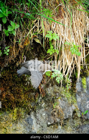 White-throated dipper (scientific name: Cinclus cinclus) in Beaufortain region, French Alps, Savoie, Europe Stock Photo