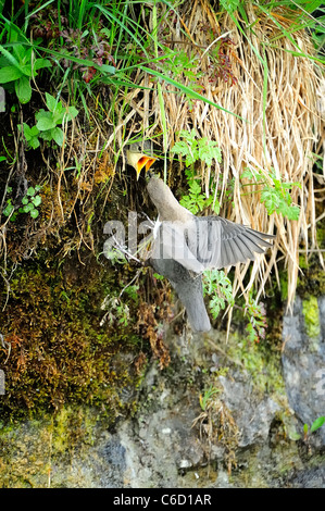 White-throated dipper (scientific name: Cinclus cinclus) in Beaufortain region, French Alps, Savoie, Europe Stock Photo