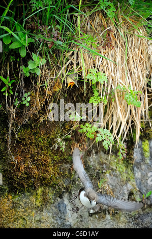 White-throated dipper (scientific name: Cinclus cinclus) in Beaufortain region, French Alps, Savoie, Europe Stock Photo