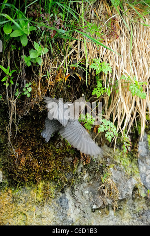 White-throated dipper (scientific name: Cinclus cinclus) in Beaufortain region, French Alps, Savoie, Europe Stock Photo