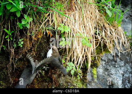 White-throated dipper (scientific name: Cinclus cinclus) in Beaufortain region, French Alps, Savoie, Europe Stock Photo