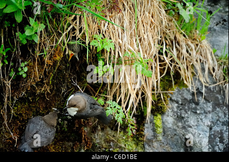 White-throated dipper (scientific name: Cinclus cinclus) in Beaufortain region, French Alps, Savoie, Europe Stock Photo