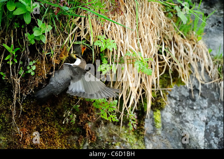 White-throated dipper (scientific name: Cinclus cinclus) in Beaufortain region, French Alps, Savoie, Europe Stock Photo