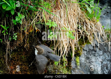 White-throated dipper (scientific name: Cinclus cinclus) in Beaufortain region, French Alps, Savoie, Europe Stock Photo