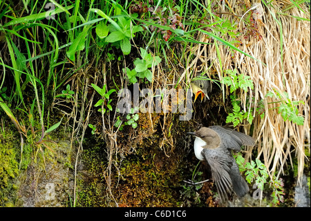 White-throated dipper (scientific name: Cinclus cinclus) in Beaufortain region, French Alps, Savoie, Europe Stock Photo