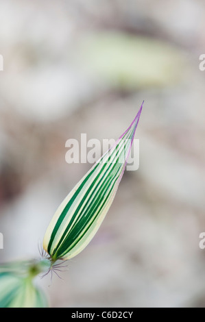 Hibanobambusa Tranquillans Shiroshima. Variegated Bamboo leaf Stock Photo