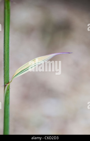 Hibanobambusa Tranquillans Shiroshima. Variegated Bamboo leaf Stock Photo