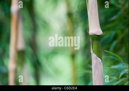 Chusquea culeou. Chilean bamboo canes and foliage. Selective focus Stock Photo