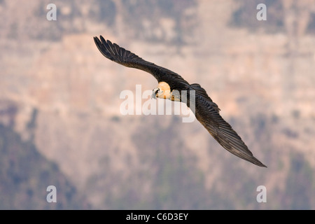 Lammergeier Gypaetus barbatus in flight at Ordesa and monte perdido national park, Huesca Province, Aragon, Pyrenees, Spain Stock Photo