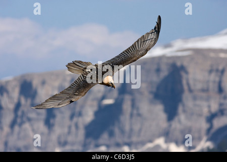 Lammergeier Gypaetus barbatus in flight at Ordesa and monte perdido national park, Huesca Province, Aragon, Pyrenees, Spain Stock Photo