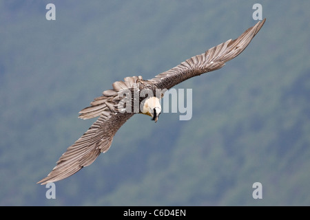 Lammergeier Gypaetus barbatus in flight at Ordesa and monte perdido national park, Huesca Province, Aragon, Pyrenees, Spain Stock Photo