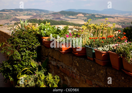 Pots with flowers and plants, Pienza, Tuscany, Italy Stock Photo