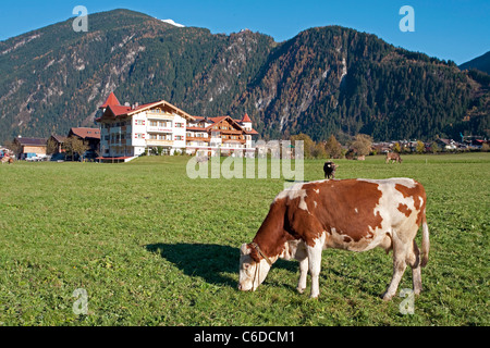 Kuehe auf der Wiese, Mayrhofen, Cows on the meadow, Mayrhofen Stock Photo