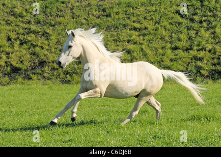Palomino colored Paso Fino horse galloping in the field Stock Photo