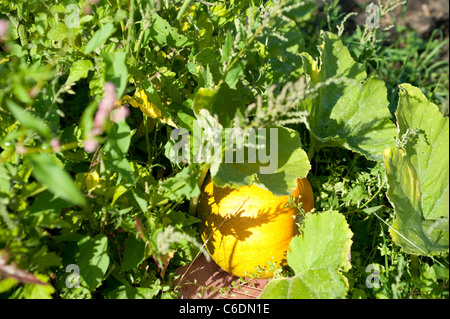 Pumpkin ripening in the late summer sun in August at an allotment in London Harrow. Stock Photo