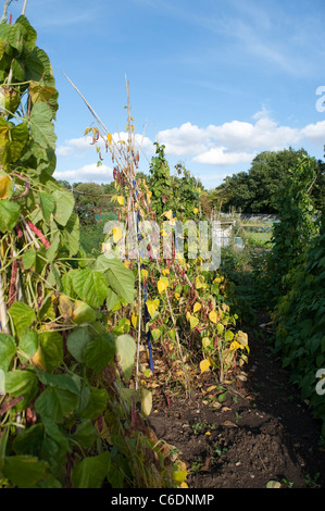 Cane support sticks for runner beans to twine up on to or climb on on a sunny summer evening. Stock Photo